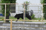 A bear injures 4 people in a residential area of Japan as the annual number of attacks rises  AP News