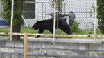 A bear injures 4 people in a residential area of Japan as the annual number of attacks rises  ABC News  Breaking News Latest News and Videos