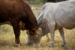USDA Suspected case of screwworm in South Texas would be first case in US if confirmed  The Texas Tribune