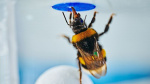 Are bumblebees as smart as chimps A new problemsolving experiment makes the case  CNN