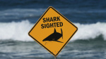 Spearfisher killed in Australias third fatal shark attack in 4 weeks  ABC News  Breaking News Latest News and Videos