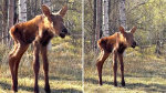 Tugs at my heart Daysold moose calf cries for its mother after cow walks off with larger twin  Yahoo