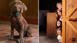 Meet ScoobyDoo First Look At The Iconic Canine In LiveAction Series  Deadline