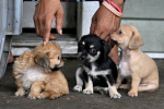 How to prevent and treat your pet from screwworm  The Texas Tribune