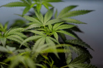 Supreme Court sides with a Texas man who says its not a crime for marijuana users to have guns  AP News