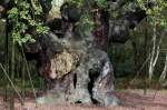 An ancient oak tree said to have sheltered legendary Robin Hood has died  AP News