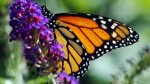 An unusual strategy helps some tropical butterflies live 25 times longer than their relatives  KSL News