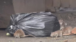 Mutating mice becoming growing problem in New York City Rutgers researchers say  ABC7 New York
