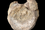 A rare dinosaur fossil from Antarctica is found tucked away in a drawer  AP News