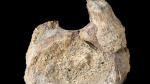 A rare dinosaur fossil from Antarctica is found tucked away in a drawer  ABC News  Breaking News Latest News and Videos