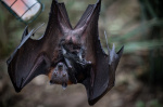 Boy dies from rabies after waking up to bat on his face  NewsNation
