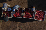 California farmer and food marketer spar over who can sell white nectarines  AP News