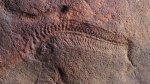 Earliest animal with a head was also the oldest known righty  CNN