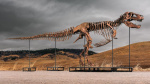 A T rex found in South Dakota could smash auction records  and possibly disappear forever  CNN