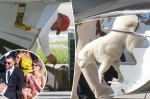 Taylor Swift and Travis Kelces mystery dog makes big debut while touching down in Florida  Page Six