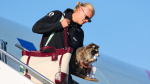 Erling Haalands substitute World Cup trophy A taxidermy raccoon  USA Today