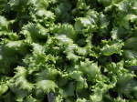 What is cyclospora Diarrhoea symptoms foods linked to US outbreak  Al Jazeera