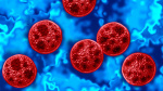 Cyclospora outbreak Hamilton County reports additional cases  WLWT