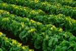 CDC FDA link Taco Bell lettuce supplier to multistate cyclosporiasis outbreak  The Washington Post