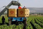 Taylor Farms to launch recall after iceberg lettuce is tied to outbreak  The Washington Post