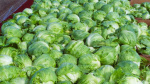Massachusetts included in Iceberg lettuce recall tied to Cyclospora outbreak  WCVB