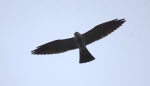 A teen spotted a rare pair of birds in DC Then came another surprise  The Washington Post