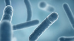 Fourth person dies from Legionnaires disease outbreak in Manhattan  Yahoo