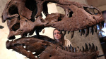 Boom in tech wealth is fueling record prices for dinosaur bones art and watches auction houses say  CNBC