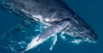Rare footage of humpback whale birth captured on drone video A remarkable moment  CBS News