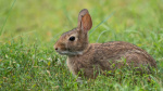 Three cases of rare tickborne disease rabbit fever suspected in New York  cnncom