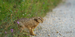 Fourth case of rare highly infectious rabbit fever confirmed in New York City suburb  FOX Weather
