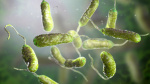 Louisiana warns of rise in flesheating bacteria infections  The Washington Post