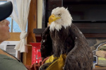 Jackie the California bald eagle who became an internet sensation dies after illness  AP News