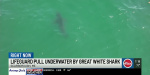 Maine lifeguard dragged underwater by great white shark during routine patrol  WFSB