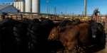 Exclusive  Tyson Foods to Exit More Beef Plants With Cattle in Short Supply  WSJ