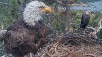 Shadows not alone Bald eagle fans mourning Jackie find ray of hope  USA Today