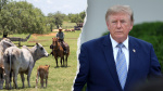 Trumps foreign beef push to cut grocery costs sparks GOP revolt from ranching country  Fox Business