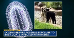 What health experts are saying after rabid goats discovered in NC  WRAL