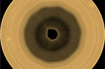 Scientists find a huge 10sided wave pattern swirling in the clouds over Saturns south pole  AP News