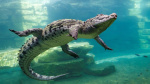 What a Nile crocodile case means for Trumps DC building projects  CNN