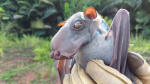 Fossil trove aims to unlock bats secrets to long life  Financial Times
