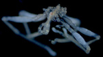 New hairylegged threelipped redeyed sea spider species discovered  CNN