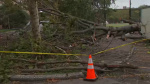 Falling tree kills NYCHA worker in East New York Brooklyn  ABC7 New York
