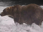 Gentle giant Backpack wins Alaskas Fat Bear Week  Al Jazeera