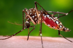 Floridas dengue outbreak is now the largest in the continental US in decades  AP News