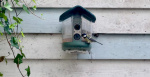 My brief romance with an AI bird feeder  The Verge