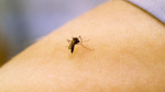 Two North Carolinians dead from West Nile Virus  WRAL
