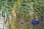 Fisherman 71 killed by 12foot alligator alongside Florida lake  AP News