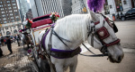 Council OKs bill to end horse carriage industry in NYC  Gothamist