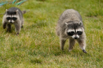 Second raccoon tests positive for rabies in Los Angeles County health officials say  KTLA